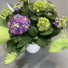 Hydrangea in pot