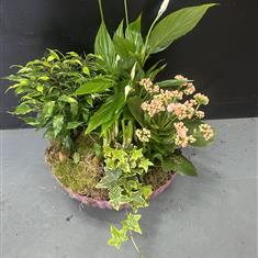 PLANTED ARRANGEMENT