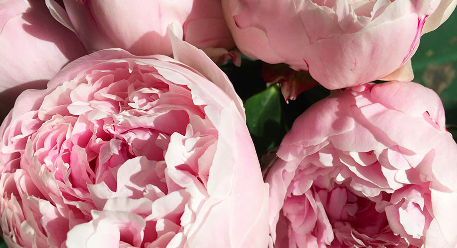 Summer Flowers